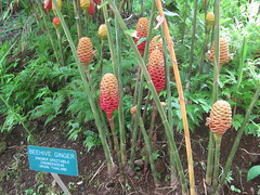 Beehive Ginger, Hawaii Tropical Botanical Garden