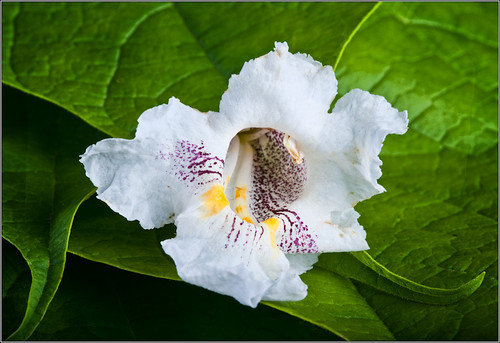 Catalpa 7 _5186 (by Silver Image)