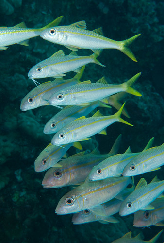 Yellowfin Goatfish