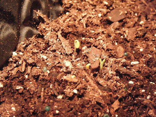 Our First Sprout Pictures
