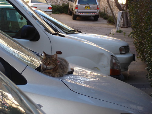 Kitty on a car