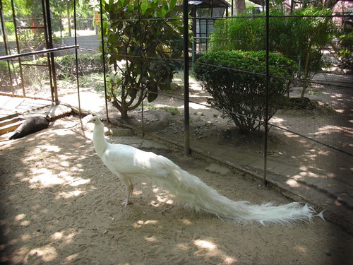albino peacock by