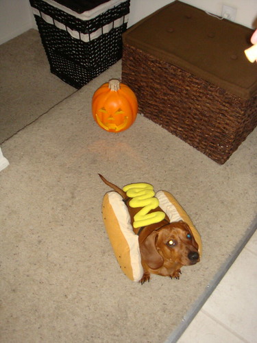 Dachshunds In Costumes