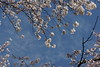 上野の桜と青空