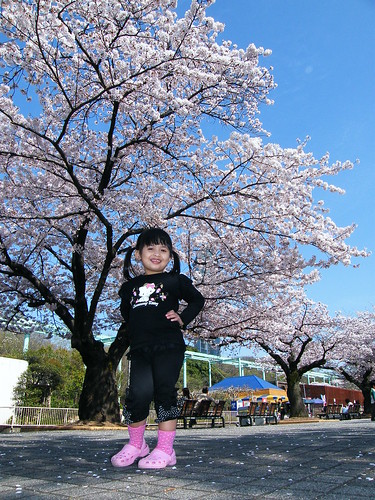 Yuri - Under the sakura tree