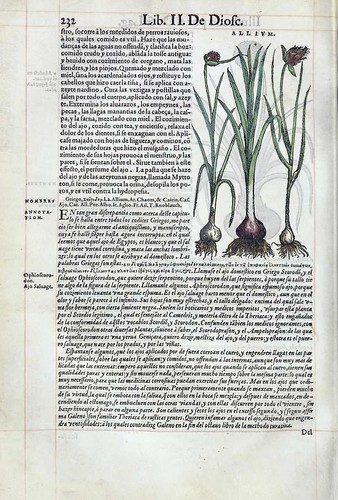 016- Del ajo 2-Pedacio Dioscorides Anazarbeo 1555