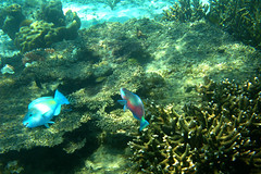 Tioman Island under water