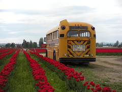 Red Tulips and School Bus