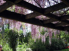 lauren's gorgeous wisteria