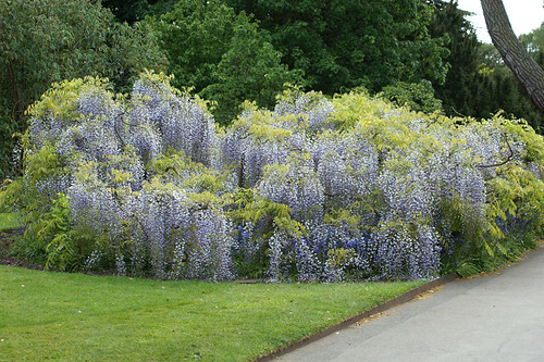 Kew-Gardens---wisteria