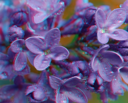 Lilacs up close (3D)