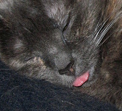 Kitty tongue closeup!