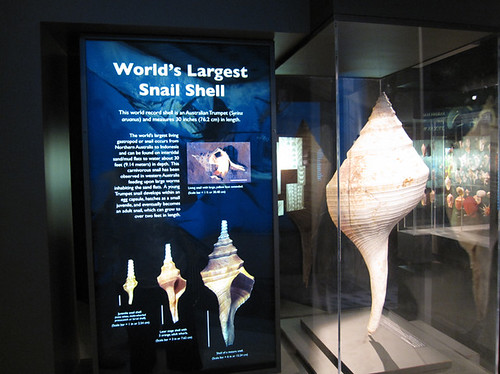 World's largest snail shell