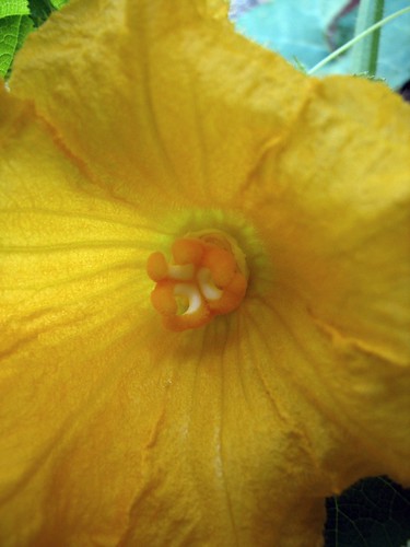 Female Squash Flower