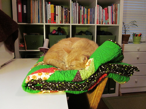 nuku's new napping hammock