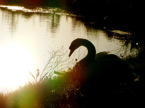 Swan Silhouette