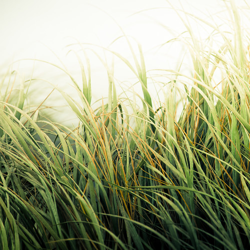 Beach Grass Texture by ►CubaGallery