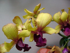 Dendrobium Genera