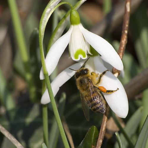 Bee pertama perjalanan di musim semi