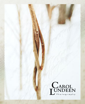 Tying the Knot: Vines Entwined, photograph by Carol Lundeen