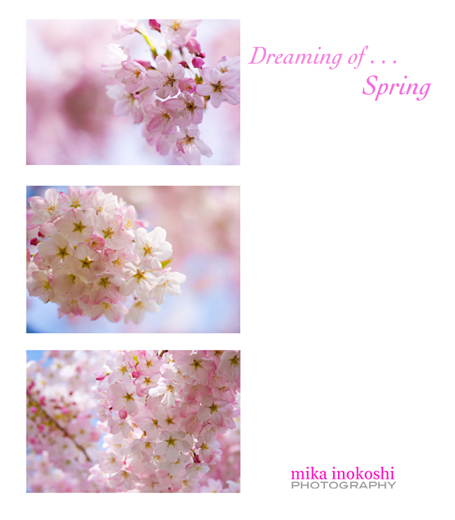 Cherry Blossoms -copyright mika inokoshi photography