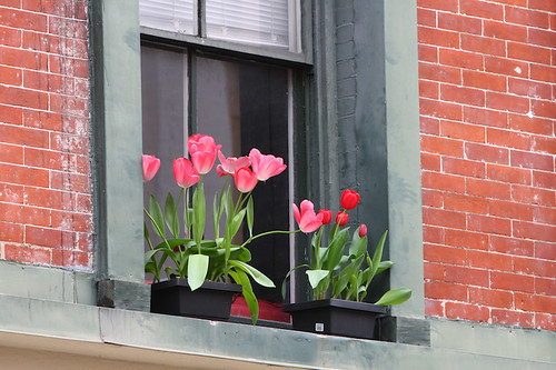Windowsill Flowers