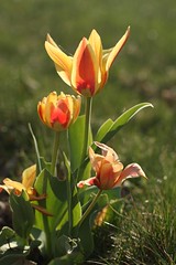 tulip 018