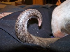 Tail close up