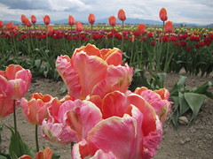Tulips - Skagit