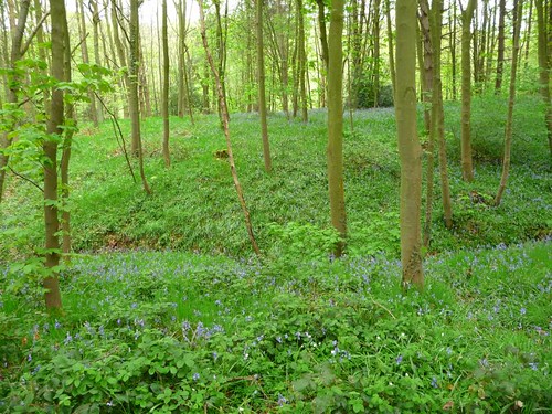 Gillfield Wood Bluebells, May 1st.