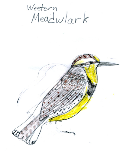 Western Meadowlark -- by Zippy age 9