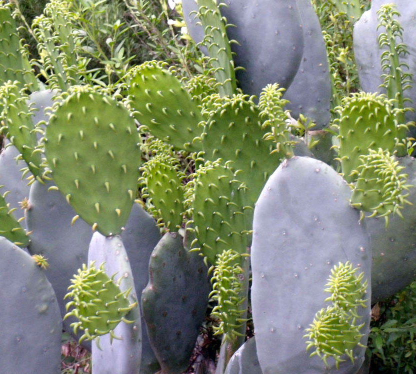 field of cactus