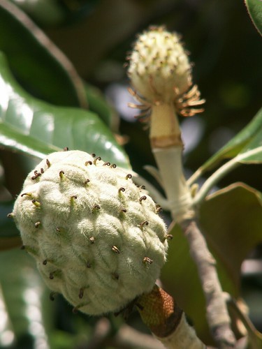 Magnolia Seed Pods