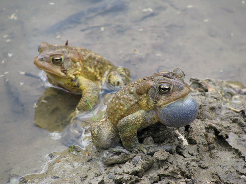 Two frogs at Buckhorn Lake by LouisvilleUSACE, on Flickr