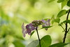 紫陽花(５)