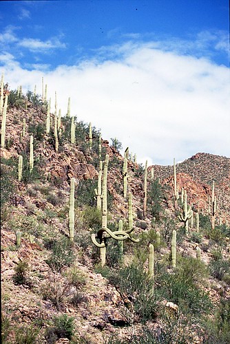 Saguaro on South Mountain Trail