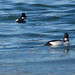 goldeneye ducks, Jan 15th, Friar's Bay
