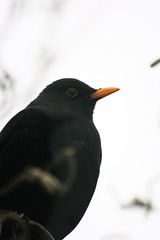 Blackbird by Laura Whitehead, on Flickr