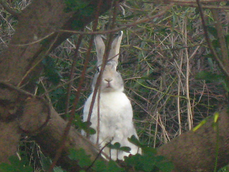7-2-2009-hello-bunny2