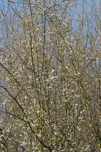 Prunus insititia Mirabelle de Nancy - Mirabelle-pruim, wild plum
