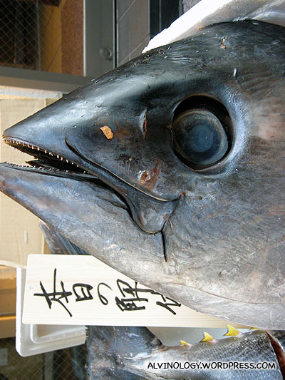 This is a real giant fresh tuna head displayed outside the restaurant