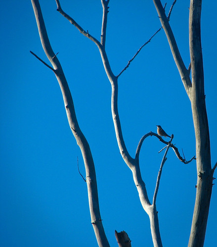 tree bird