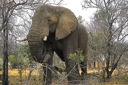 African Elephant by Arno & Louise, on Flickr