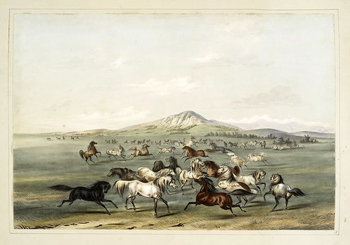 007- Caballos salvajes en la pradera-George Catlin 1845