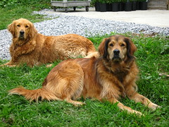 2 Big Golden Dogs