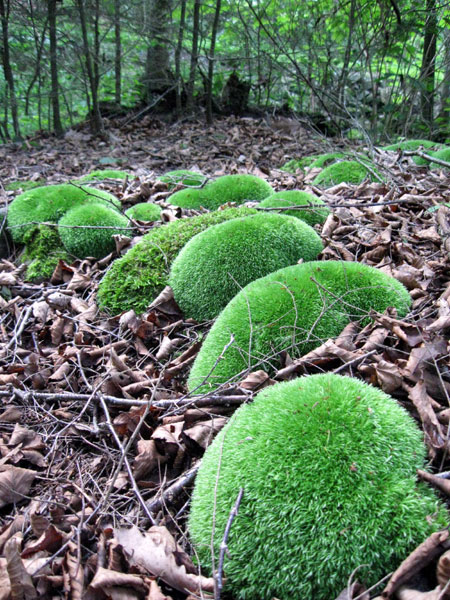 Mossy Rocks (Click to enlarge)