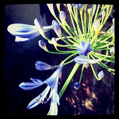 Agapanthus bloom