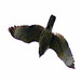 Red-shouldered Hawk 5-20090211