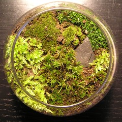 Super cute moss garden