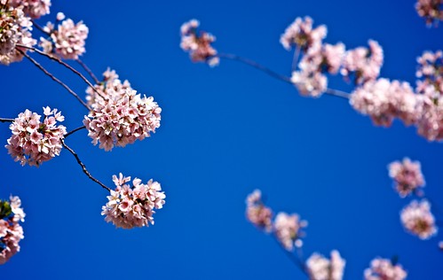 Blossoms on Blue